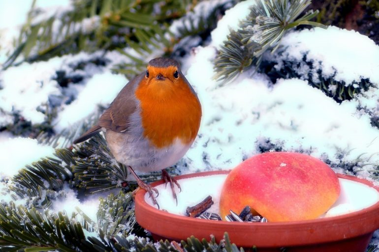 Robin, Eagle and Cardinal Migration - Aldo Leopold Nature Center