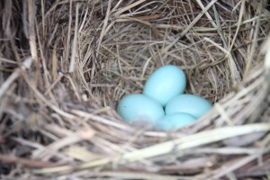 Bluebird Eggs