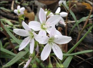 Claytonia (Spring Beauty), Aldo Leopold Nature Center, Monona, WI