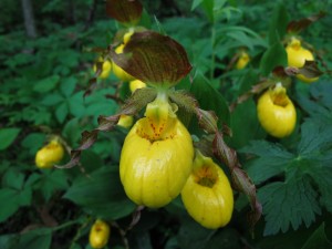 Lady Slipper on the Ice Age Trail - Photo Credit Lisa Frank