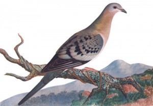 Passenger-Pigeon