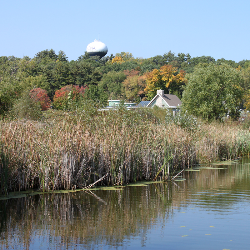 ALNC from pond