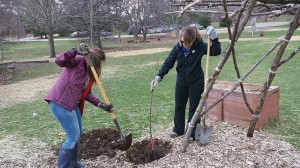 BVS planting trees RS