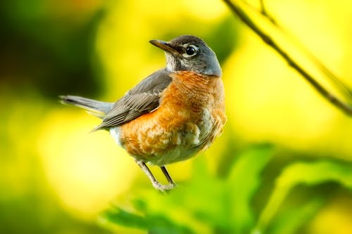 Robin, Eagle and Cardinal Migration - Aldo Leopold Nature Center