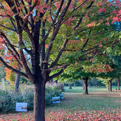 Goodbye Summer, Hello Autumn